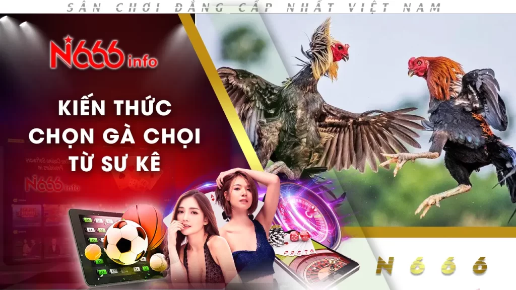 kiến thức chọn gà chọi từ sư kê